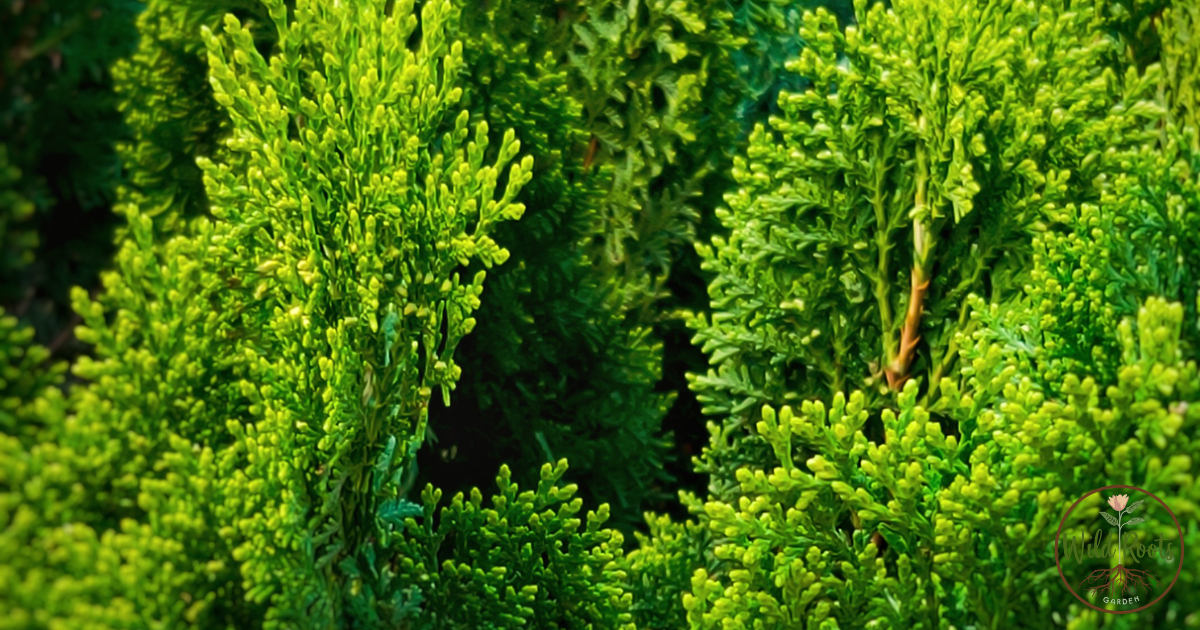 Best Low Maintenance Outdoor Plants That Survive Winter Florida Plant Zone
