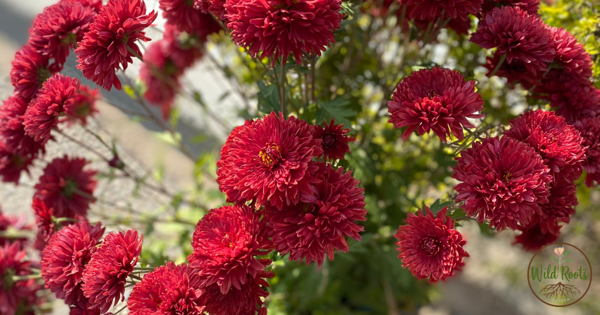 Best Low Maintenance Outdoor Plants That Survive Winter Florida Plant Zone