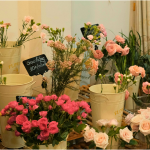 What to Plant August Zone 7a Indoors Flowers in Florida