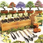 The image shows a beautiful indoor bonsai tree, perfect for beginner house plant enthusiasts.