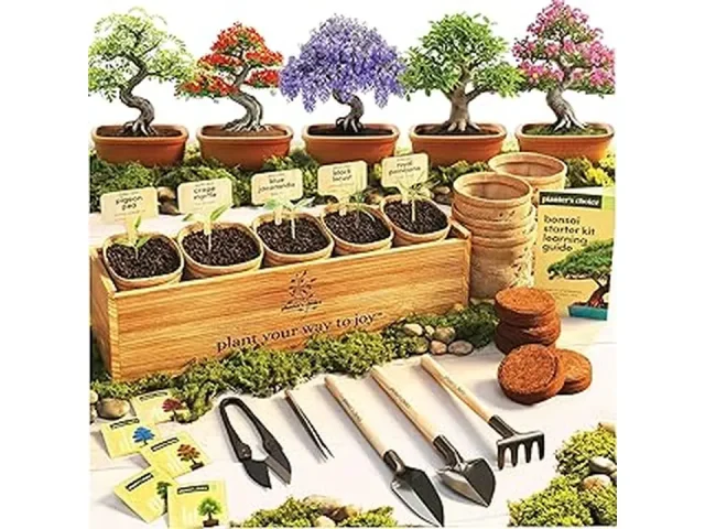 10 Best Bonsai Tree Indoor House Plants for Beginners