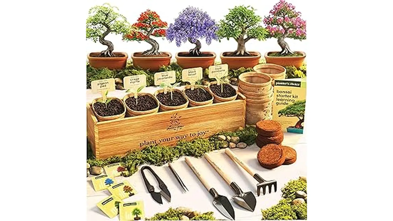 The image shows a beautiful indoor bonsai tree, perfect for beginner house plant enthusiasts.