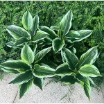 The image shows vibrant, lush plants ideal for the Top 10 Best Low Maintenance Outdoor Plants Nz list.