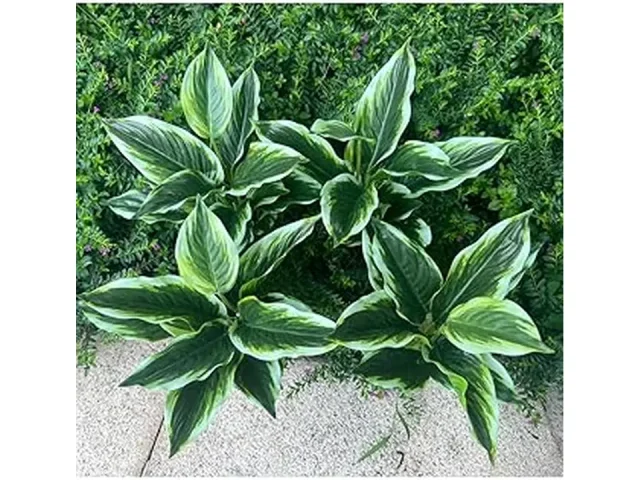 Top 10 Best Low Maintenance Outdoor Plants Nz