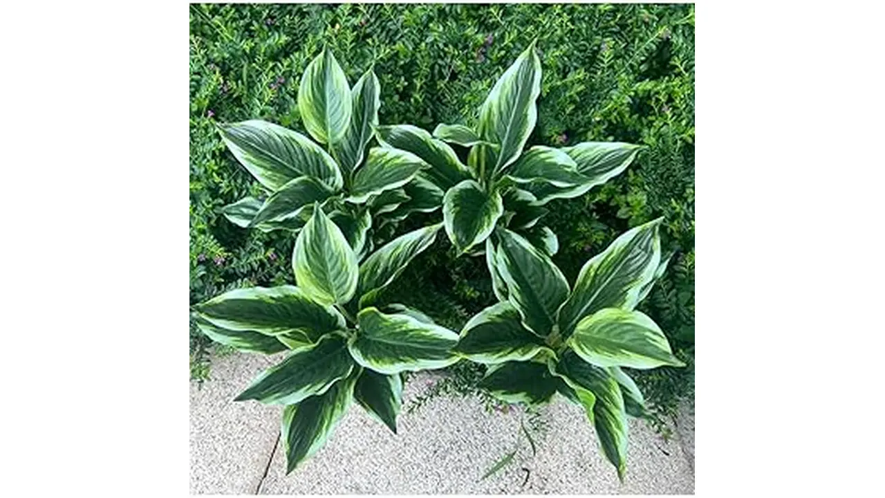 The image shows vibrant, lush plants ideal for the Top 10 Best Low Maintenance Outdoor Plants Nz list.