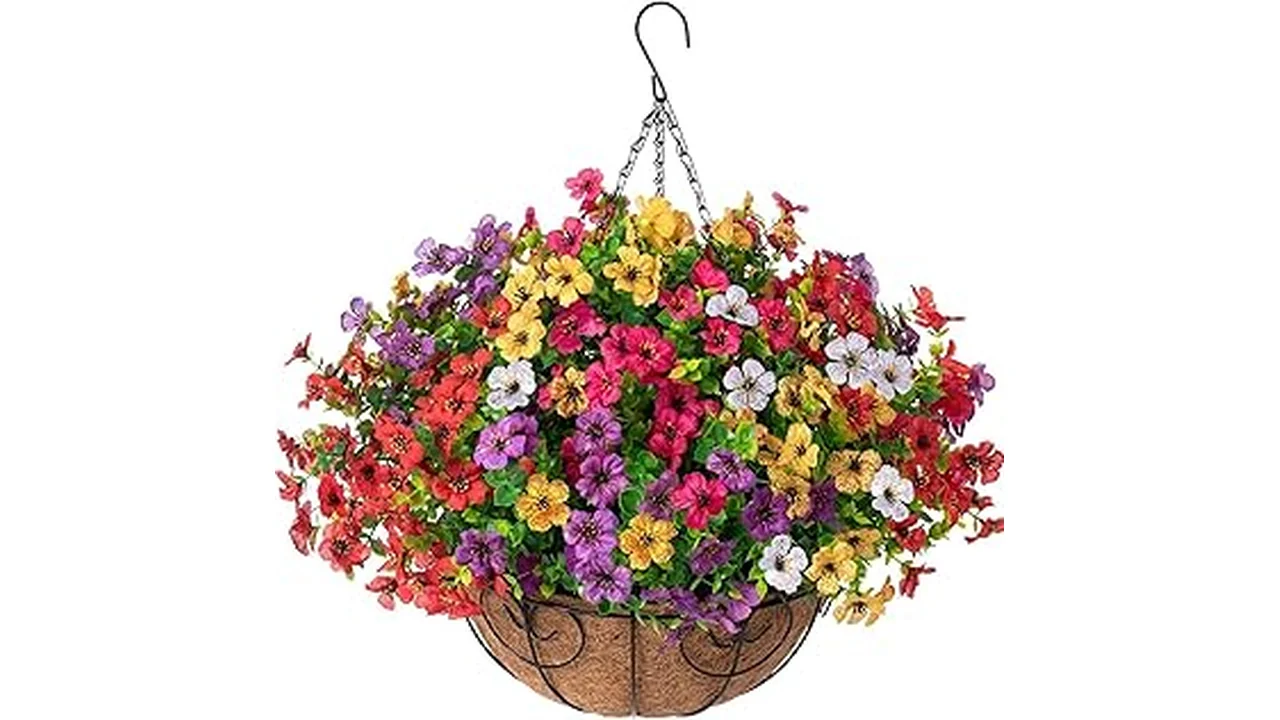 This image shows vibrant, sun-loving low maintenance outdoor plants perfect for any full sun garden.