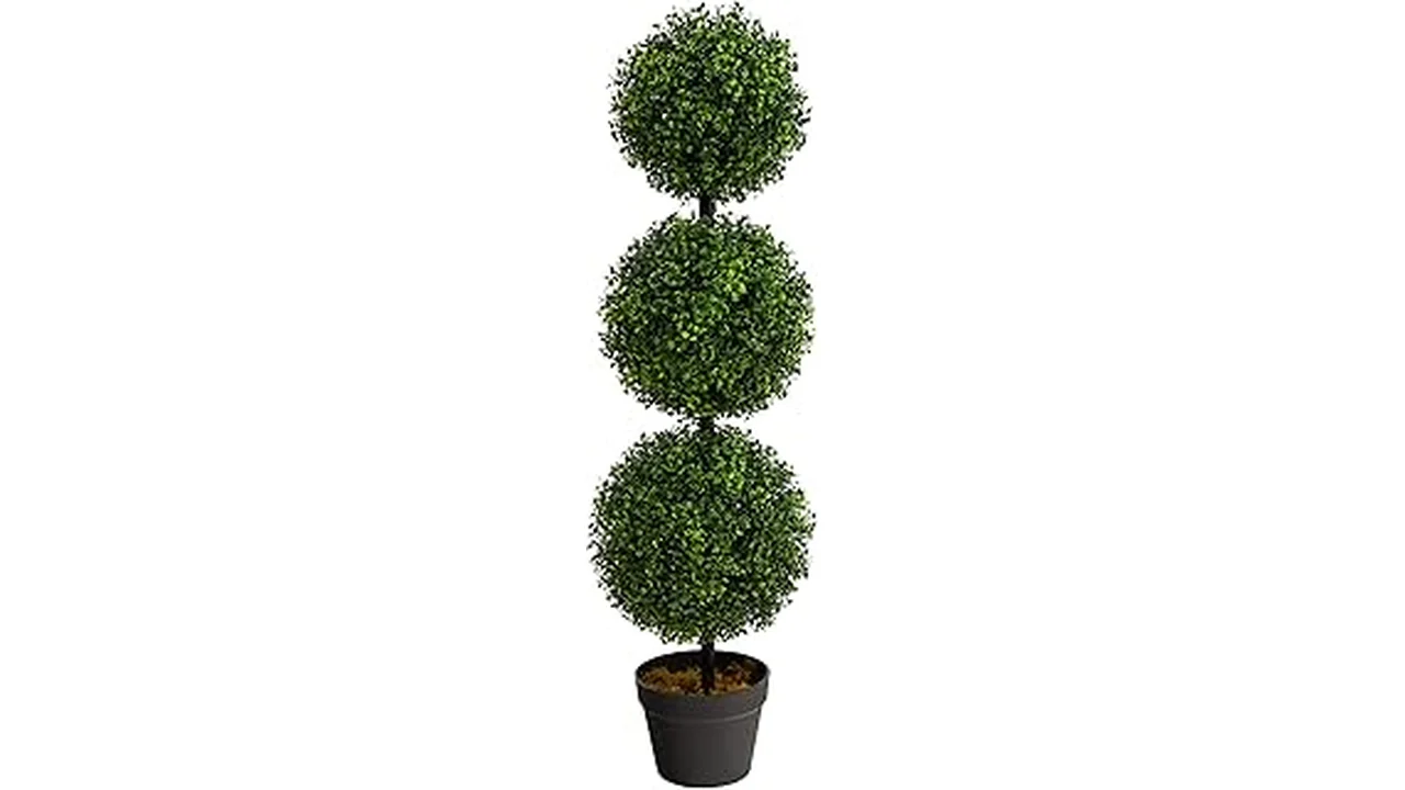 The image shows vibrant, year-round low maintenance outdoor plants, perfect for any garden.
