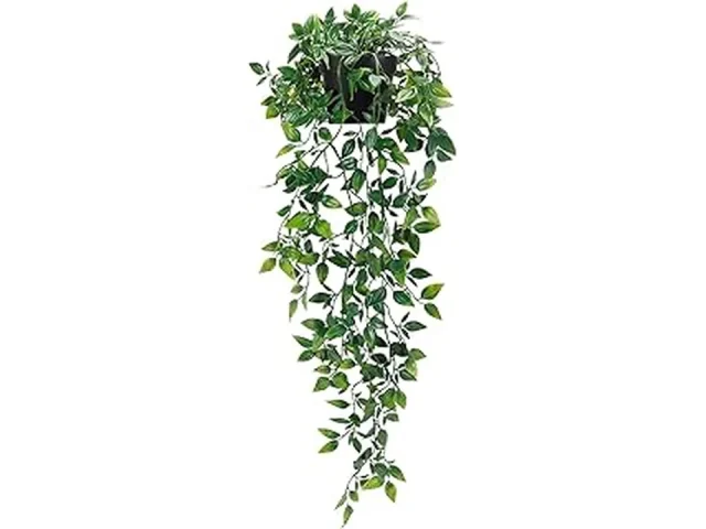 10 Best Small Indoor House Plants Aesthetic for Living Rooms