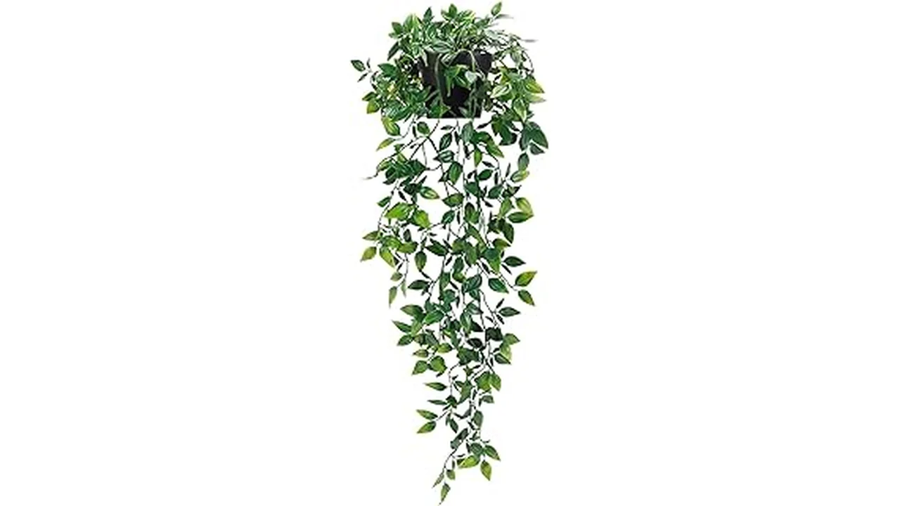 The image shows a stylish living room corner decorated with several small, aesthetic indoor house plants.