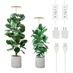 The image shows a selection of vibrant, easy-care indoor plants thriving in dim conditions for a low-light plant guide.