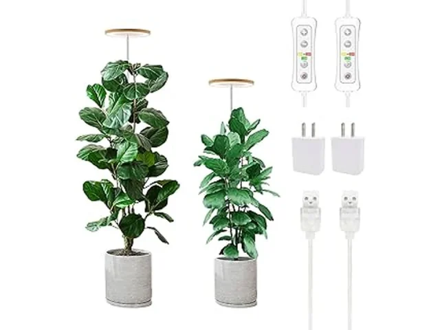 Top 10 Low Maintenance Indoor Plants Low Light