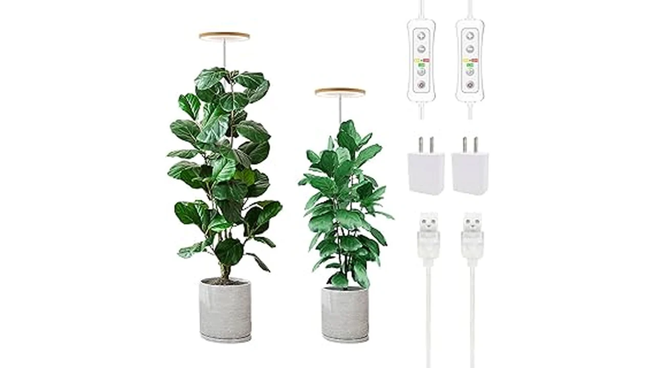 The image shows a selection of vibrant, easy-care indoor plants thriving in dim conditions for a low-light plant guide.