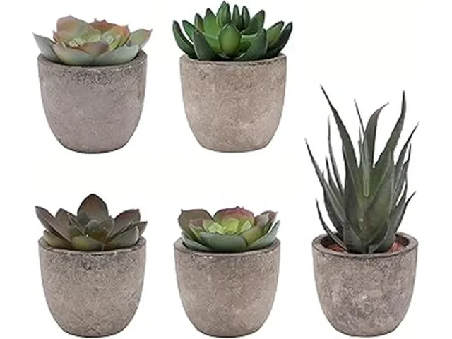 Top 10 Low Maintenance Indoor Plants for Living Room