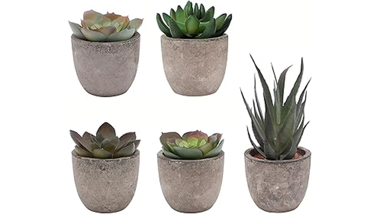 This image shows a beautiful collection of low maintenance indoor plants suitable for a living room.