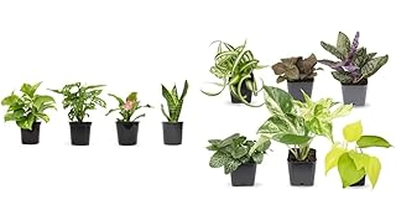 The image shows a variety of easy-care indoor plants, perfect for any home.