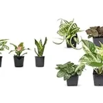 The image shows a variety of lush green low maintenance indoor plants suitable for Indian homes.