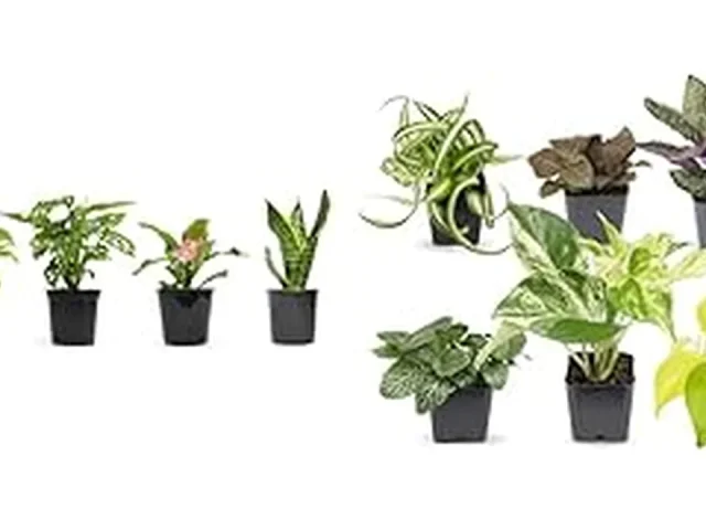 Top 10 Low Maintenance Indoor Plants in India