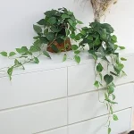 The image shows a bright, airy room with several attractive, easy-care houseplants for your home.