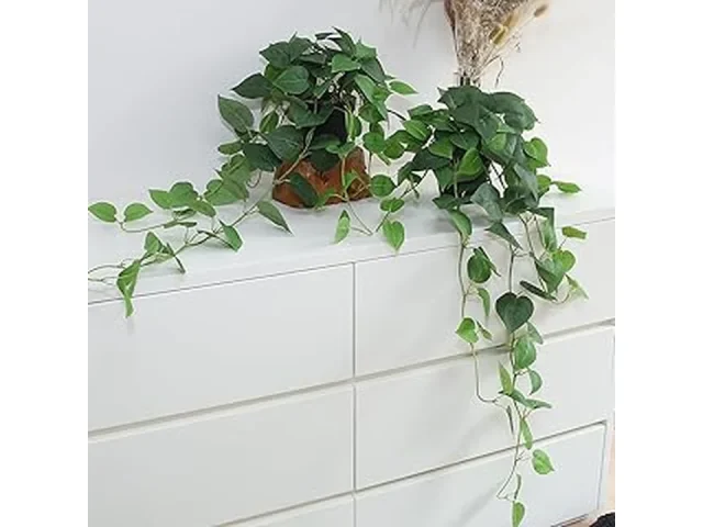 Top 10 What Are the Best Low Maintenance House Plants