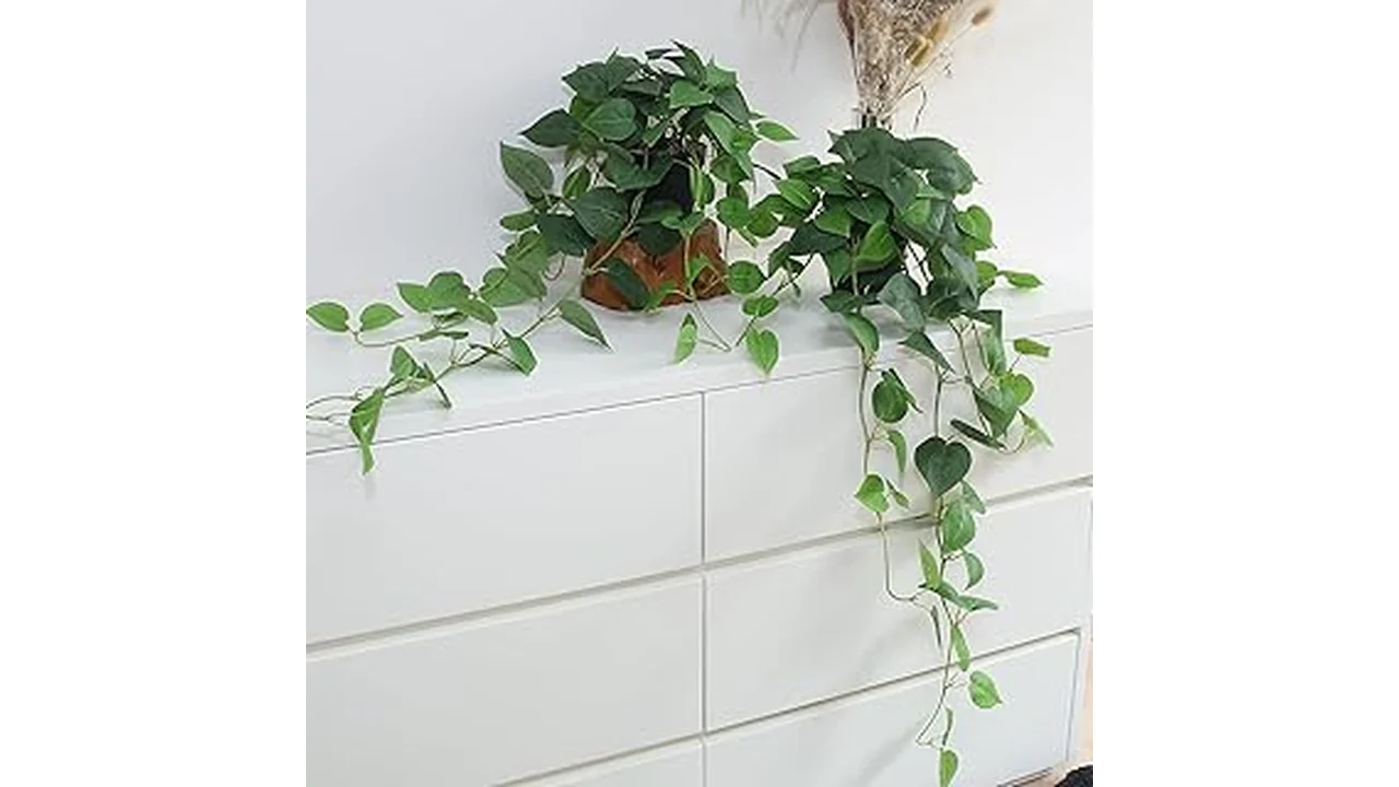 The image shows a bright, airy room with several attractive, easy-care houseplants for your home.