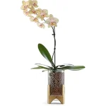 The image shows stylish glass propagation stations with wood bases, highlighting the top five best options.