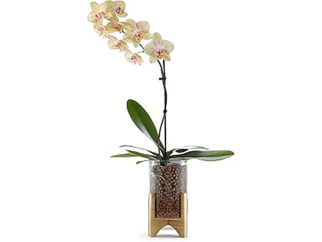 Top 5 Best Plant Propagation Station Glass Wood Base in Florida