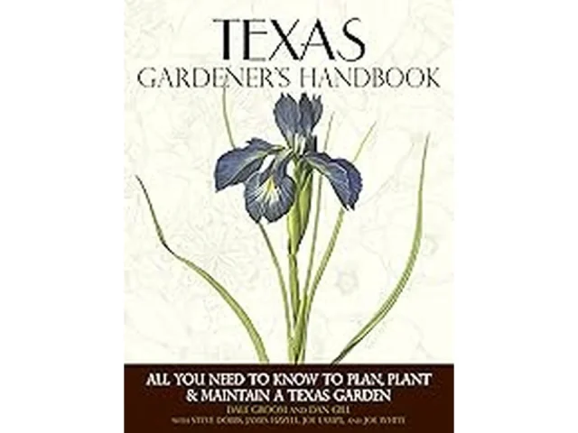 Top 6 Low Maintenance Indoor Plants in Texas