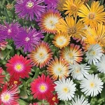 The image shows a vibrant, low-maintenance garden showcasing some of the Top 7 Best Low Maintenance Outdoor Plants UK.