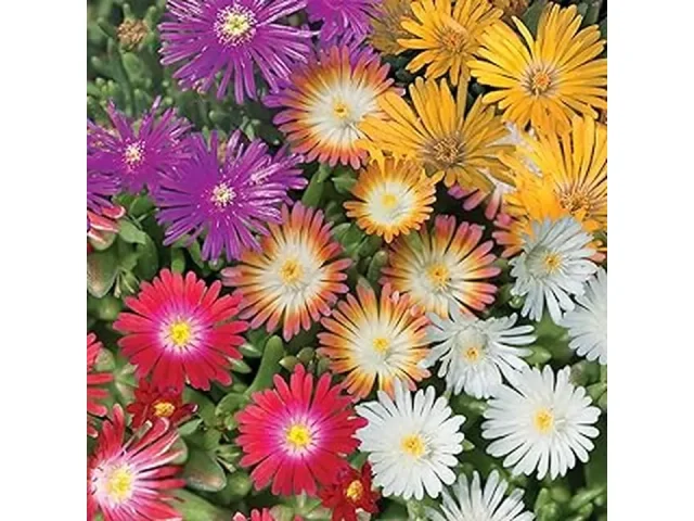 Top 7 Best Low Maintenance Outdoor Plants Uk