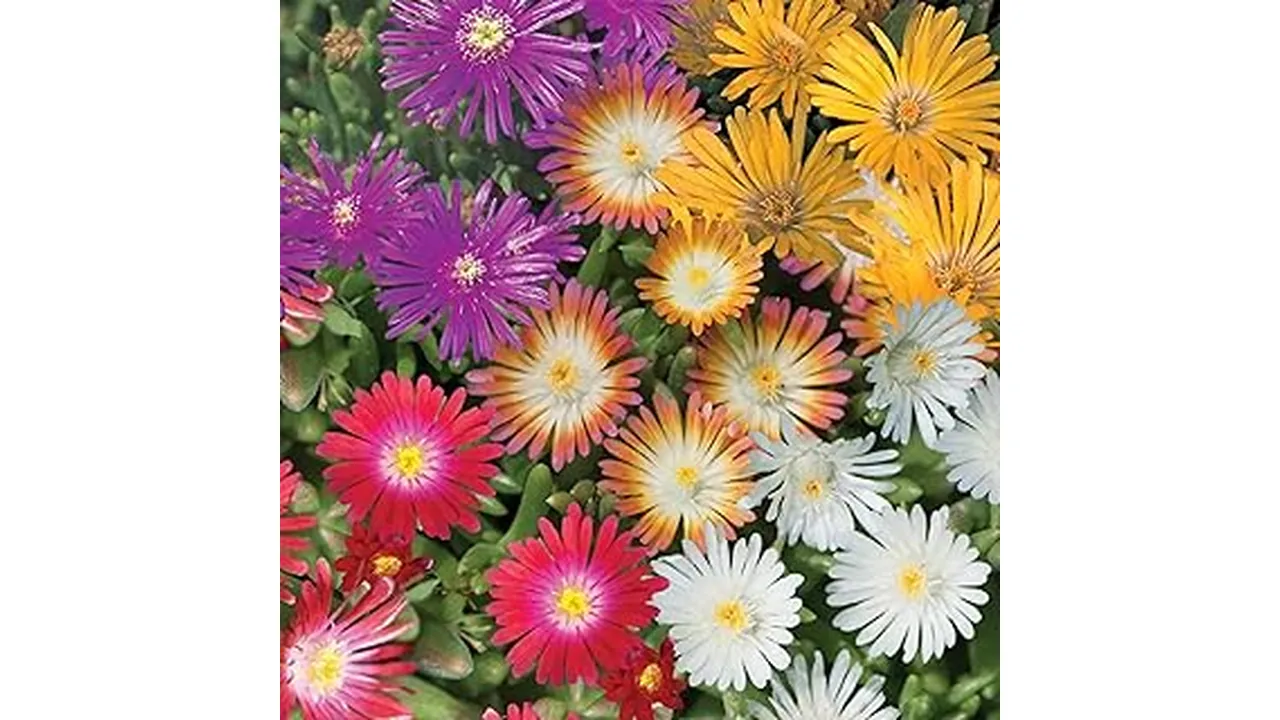 The image shows a vibrant, low-maintenance garden showcasing some of the Top 7 Best Low Maintenance Outdoor Plants UK.