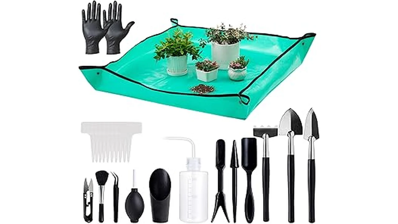 The image shows a collection of small, easy-care succulent plants perfect for beginner indoor gardeners.