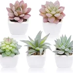 The image shows a selection of low-light succulents perfect for office desks without windows.