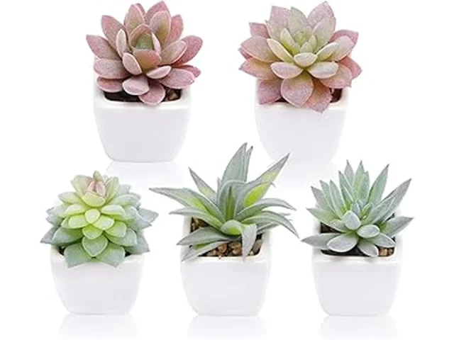 10 Best Succulents for Office Desk With No Windows in Florida