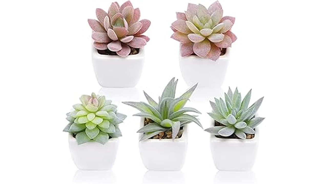 The image shows a selection of low-light succulents perfect for office desks without windows.