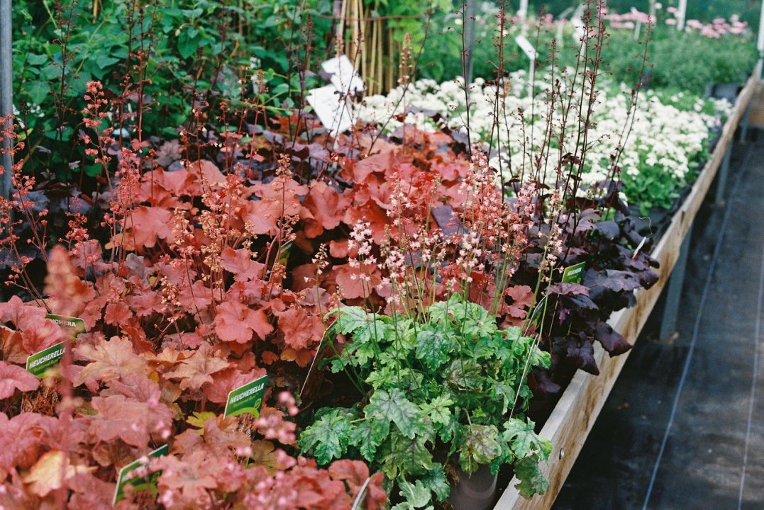 Annual and Perennial Plants: The Essential Gardening Guide 4 Annual and Perennial Plants: The Essential Gardening Guide