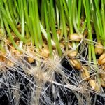 Seedlings for Hydroponics