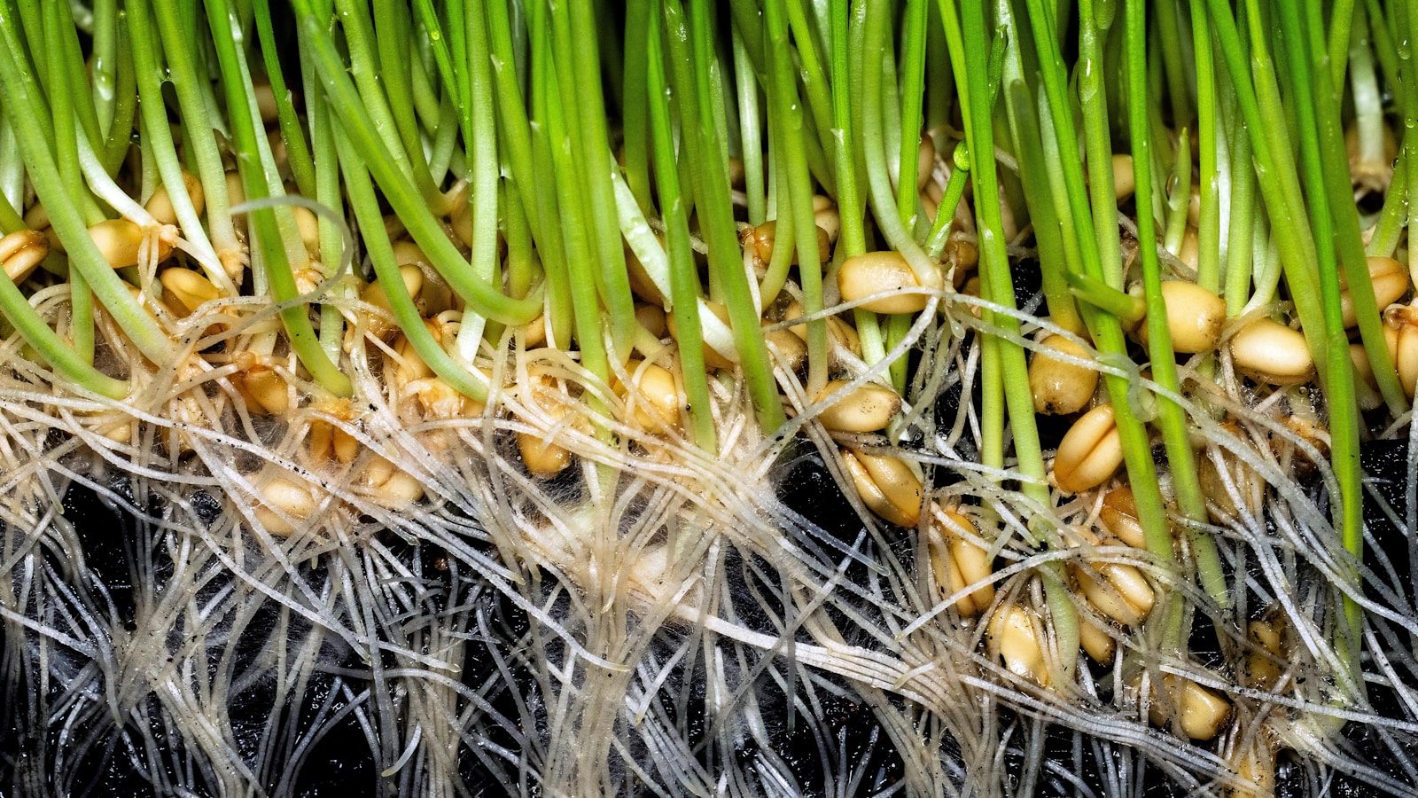Seedlings for Hydroponics