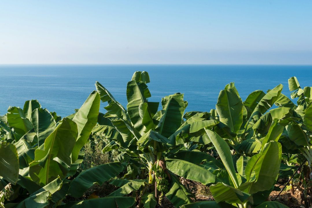 Banana Tree Planting and Care: I Learned After Years of Growing 