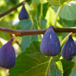 How Long Does It Take To Grow Fig Trees