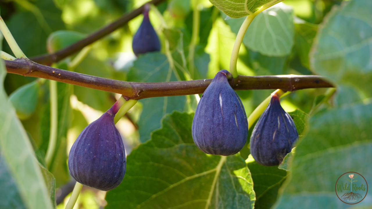 How Long Does It Take To Grow Fig Trees 2 How Long Does It Take To Grow Fig Trees