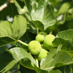 How Long Does A Fig Tree Grow Full Size