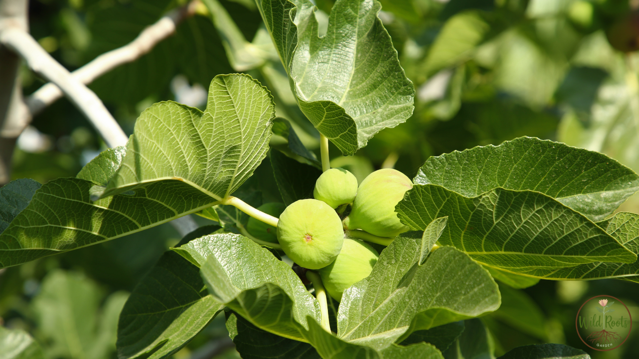 How Long Does A Fig Tree Grow Full Size