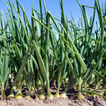 How To Grow Onions From Onions Without seeds In Florida