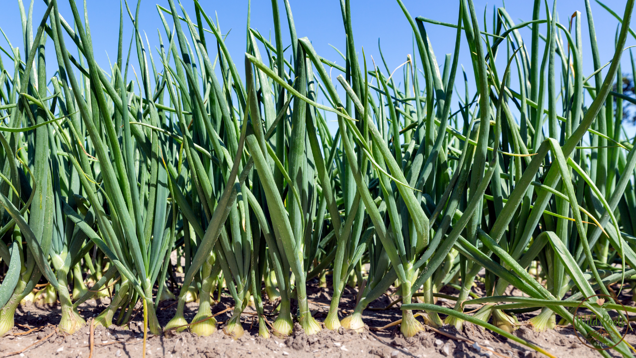 How To Grow Onions From Onions Without seeds In Florida 2 How To Grow Onions From Onions Without seeds In Florida