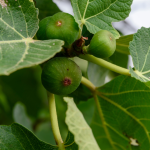 How To Grow A Fig Tree From Cutting Easy Steps