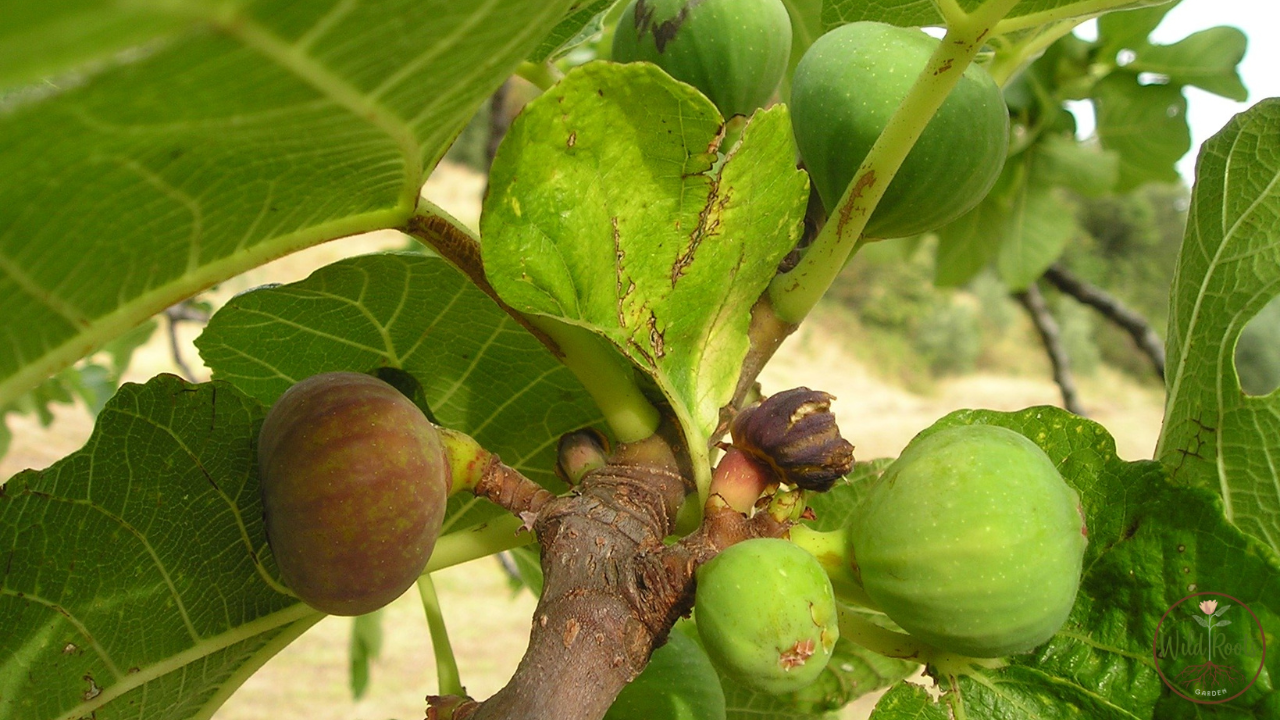 How Long Does A Fig Tree Grow Full Size 2 How Long Does A Fig Tree Grow Full Size