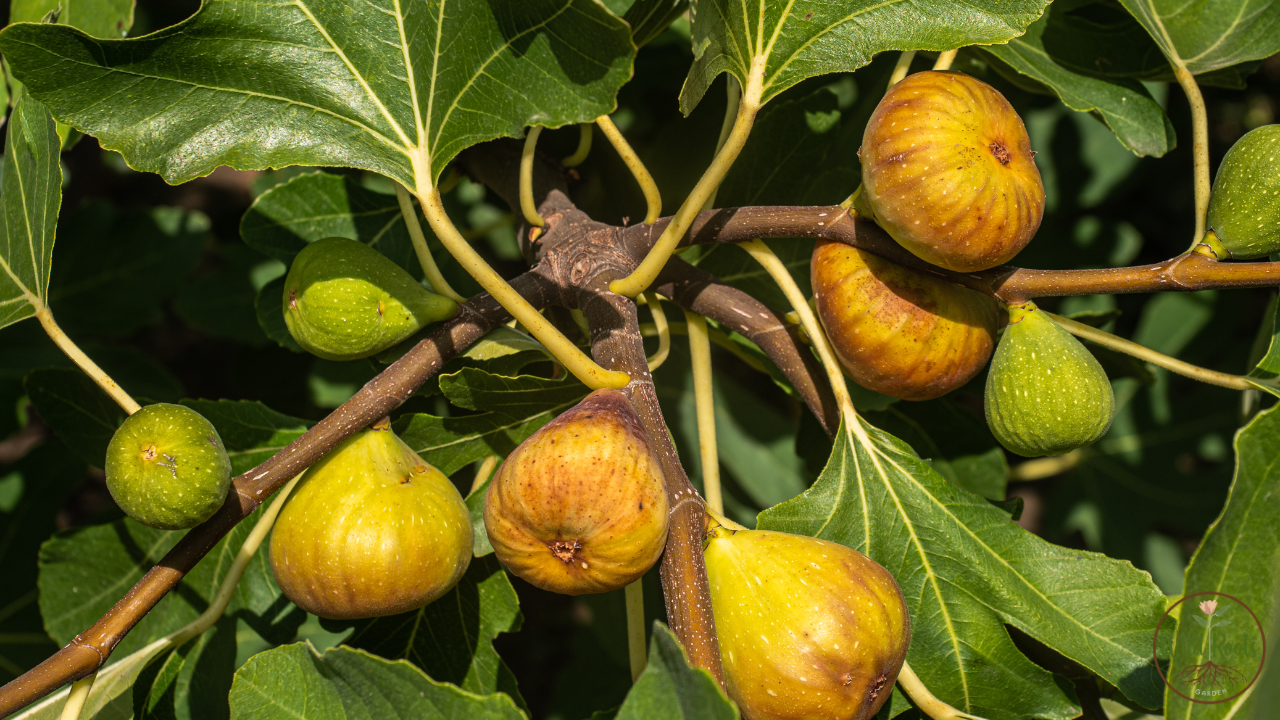 How To Grow A Fig Tree From Cutting Easy Steps 2 How To Grow A Fig Tree From Cutting Easy Steps
