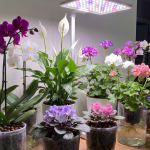 Top 5 Best Flowers for Indoor Hydroponics