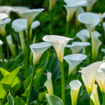 Best White Potted Calla Lily Turning Green Indoors Florida