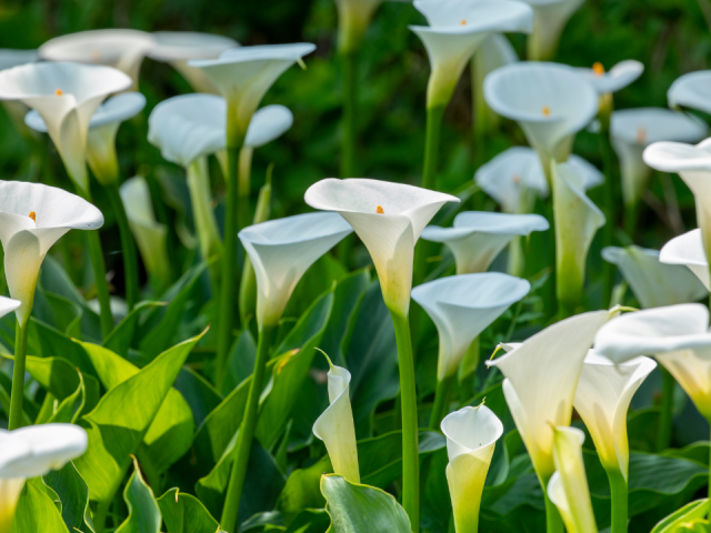 Best White Potted Calla Lily Turning Green Indoors Florida